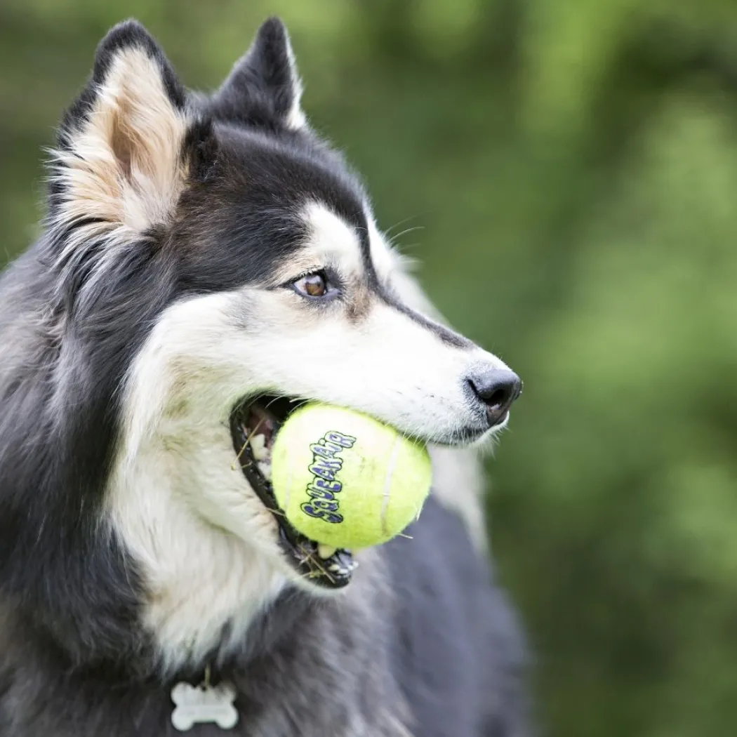Air Squeaker tennisball Ø 6,4 cm - sjov bold med piv til hunde