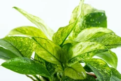 Anubias barteri var. nana Pinto potte