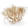 Aquascaping Root 35-45 cm