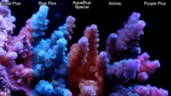 ATI T5 24 Watt Coral Plus 55 cm