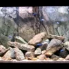 Back to Nature Rocky-Juwel 120 cm
