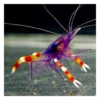 Blå Håndboldmålreje (Stenopus tenuirostris)