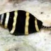 Bumble bee snail (Pusiostoma mendicaria)