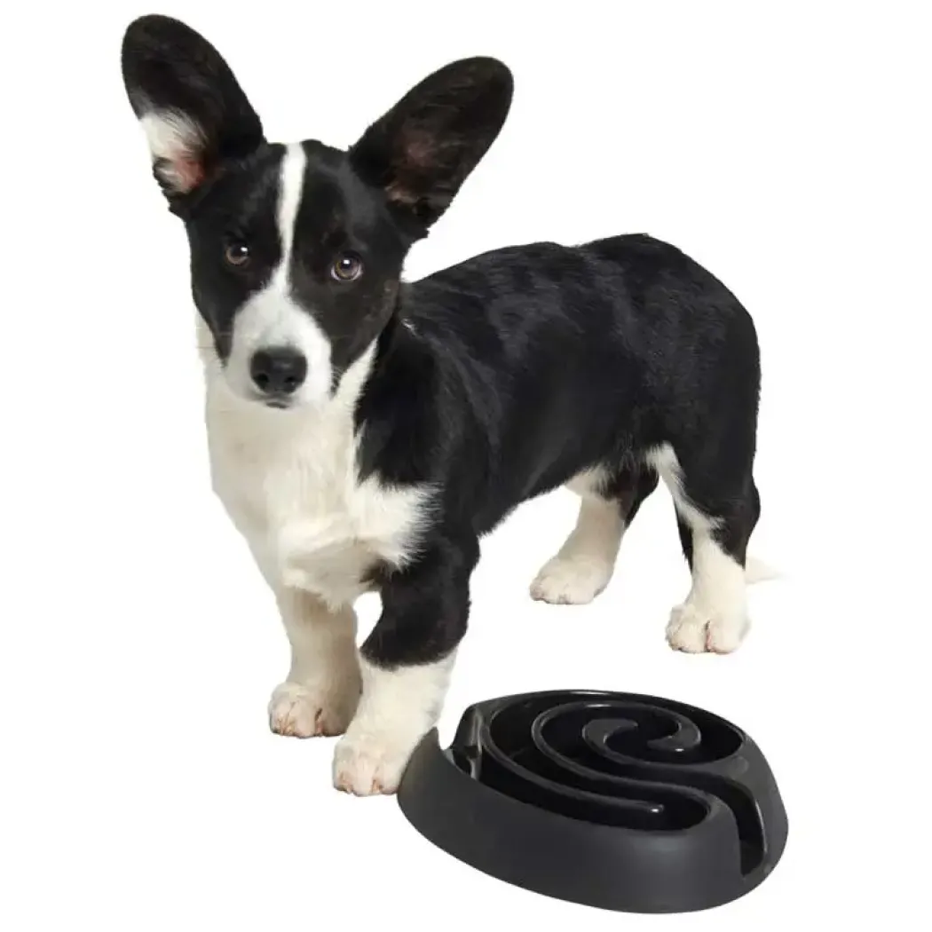 Buster dogmaze (sort)