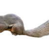 Callosciurus notatus plantain Egern