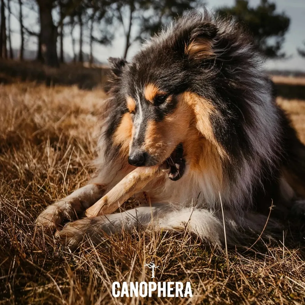 Canophera Kaffetræ S - naturligt tyggelegetøj til små og mellemstore hunde