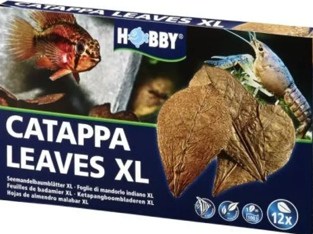 Catappa Leaves XL