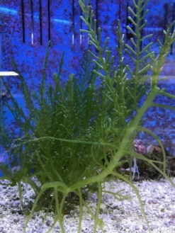Caulerpa racemosa (alge til saltvand) Vindrue alge