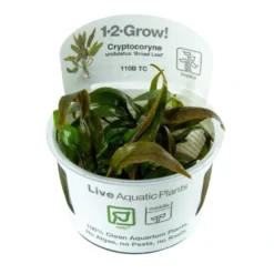 Cryptocoryne undulata Broad Leaf 1-2-GROW