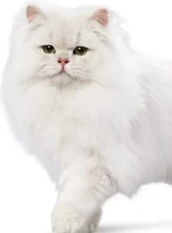 Ever Clean Multiple Cat Kattegrus 10 L