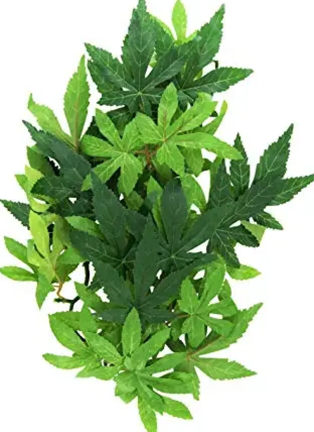 Exo Terra Abuliton medium