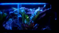 Exo Terra Night Glo 15 watt