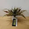 Exo Terra Star Cactus