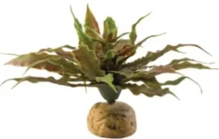 Exo Terra Star Cactus