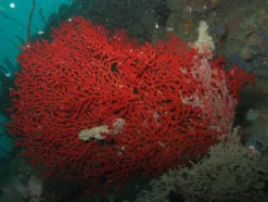 Fanekoral (Euplexaura sp.)