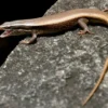 Feriepasning Skink pr påbegyndt uge