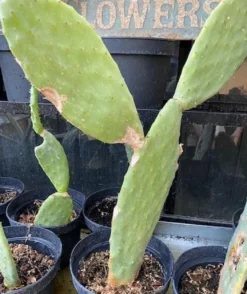 Figenkaktus til landskildpadder (Opuntia ficus indica)