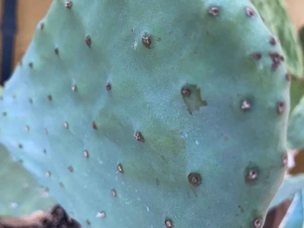 Figenkaktus til landskildpadder (Opuntia ficus indica)