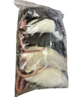 Frosne 6 uger Rotter 90-120 g 5 stk