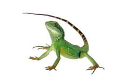 Grøn vandagame Physignatus concincinus