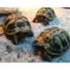 Græsk landskildpadde (Testudo Hermanni)