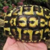 Græsk landskildpadde (Testudo Hermanni hermanni)
