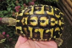 Græsk landskildpadde (Testudo Hermanni hermanni)