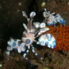 Harlekinreje (Hymenocera picta)
