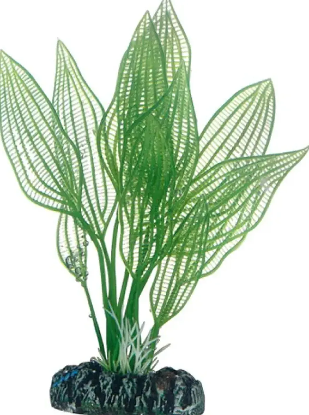 Hobby Aponogeton 16 cm