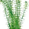 Hobby Lagarosiphon 20 cm
