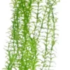 Hobby Lagarosiphon 34 cm