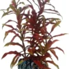 Hobby Nesaea 13 cm