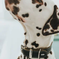 Hunter Aalborg Special Hundehalsbånd Sort 55 - 40-48 cm