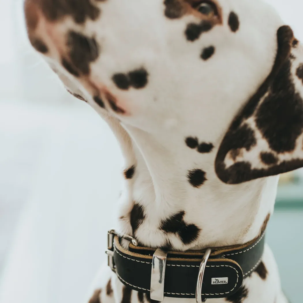 Hunter Aalborg Special Hundehalsbånd Sort 55 - 40-48 cm