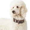 Hunter Aalborg Special Hundehalsbånd Brun 35 - 24-30 cm