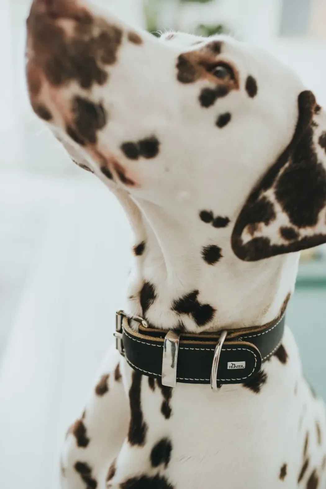 Hunter Aalborg 70 Special Sort hundehalsbånd - 51-61 cm