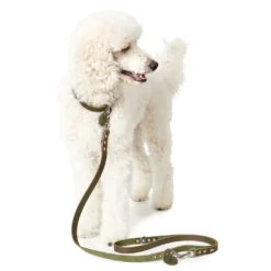 Hunter Aalborg Sport Oliven 32 hundehalsbånd - 24-29 cm
