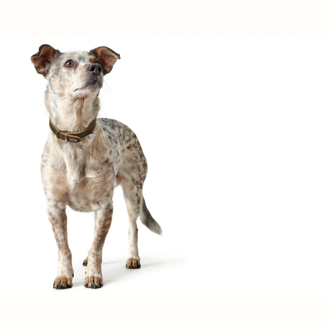 Hunter Aalborg Sport Oliven 37 hundehalsbånd - 28-33 cm