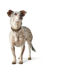 Hunter Aalborg Sport Oliven 47 hundehalsbånd - 37-43 cm