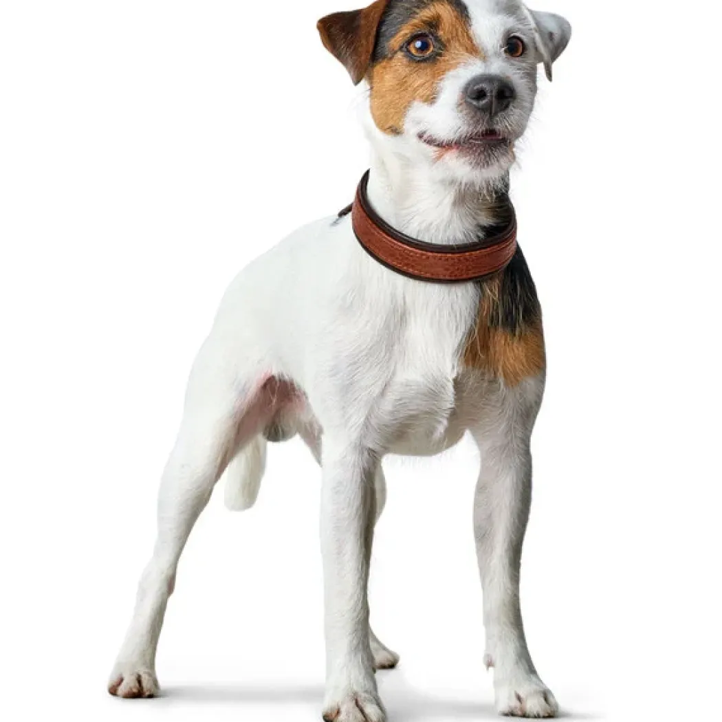 Hunter Cody 40 Cognac Mørkebrun hundehalsbånd - 29-35 cm