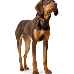 Hunter Cody 40 Cognac Mørkebrun hundehalsbånd - 29-35 cm