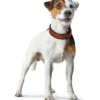 Hunter Cody 45 Cognac Mørkebrun hundehalsbånd - 33-39 cm
