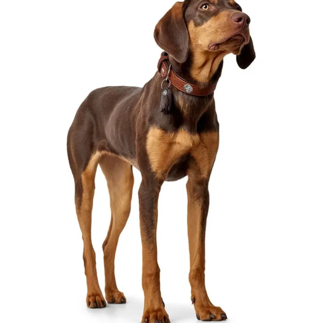 Hunter Cody 45 Cognac Mørkebrun hundehalsbånd - 33-39 cm