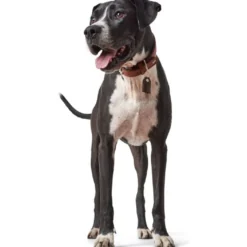 Hunter Cody 50 Cognac Mørkebrun hundehalsbånd - 37-43 cm
