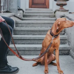 Hunter Cody 40 Mørkebrun Cognac hundehalsbånd - 29-35 cm