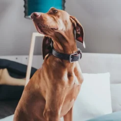 Hunter Cody 40 Mørkebrun Cognac hundehalsbånd - 29-35 cm