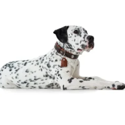Hunter Cody 65 Mørkebrun Cognac hundehalsbånd - 50-56 cm