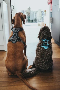Hunter Divo hundesele L lyseblå/grå just mave 72-100 cm - Stabil kontrol og høj komfort