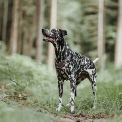 Hunter Divo hundesele L-XL brun/grå just mave 79-107 cm - Ekstra stabil støtte og komfort