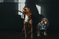 Hunter Divo hundesele L-XL lyseblå/grå just mave 79-107 cm - Sikker pasform og høj komfort